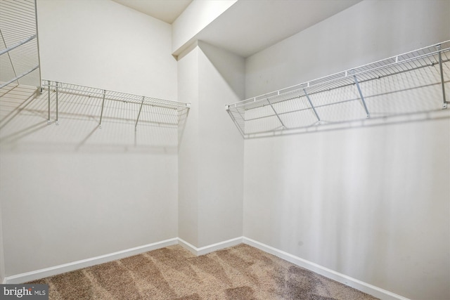 spacious closet featuring carpet