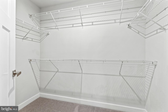 spacious closet featuring carpet floors