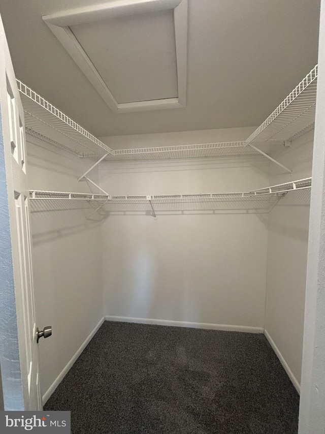 spacious closet featuring carpet