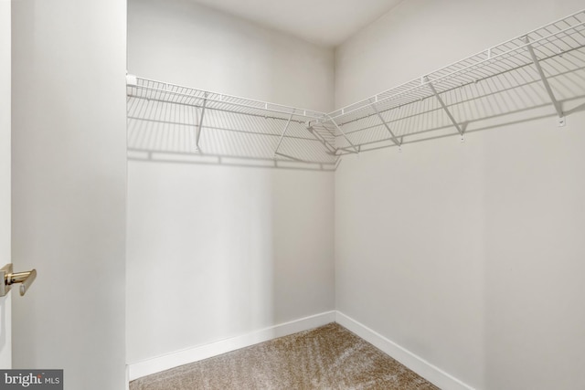 walk in closet with carpet flooring