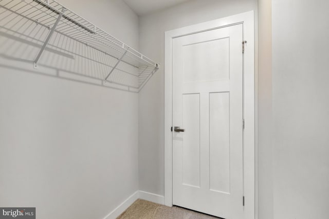 spacious closet featuring carpet flooring