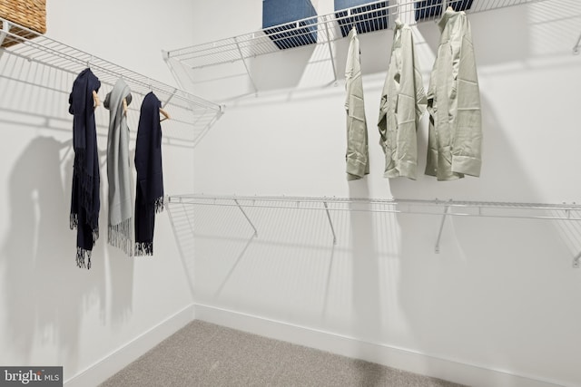 walk in closet with carpet flooring