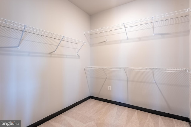 walk in closet featuring carpet floors