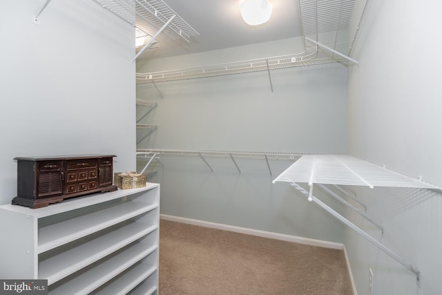 spacious closet featuring carpet flooring