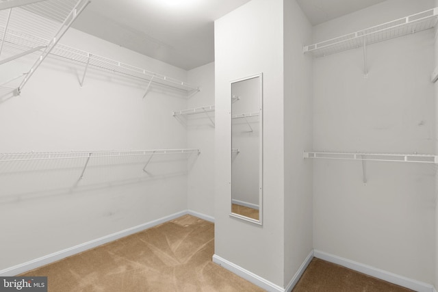 walk in closet with carpet flooring