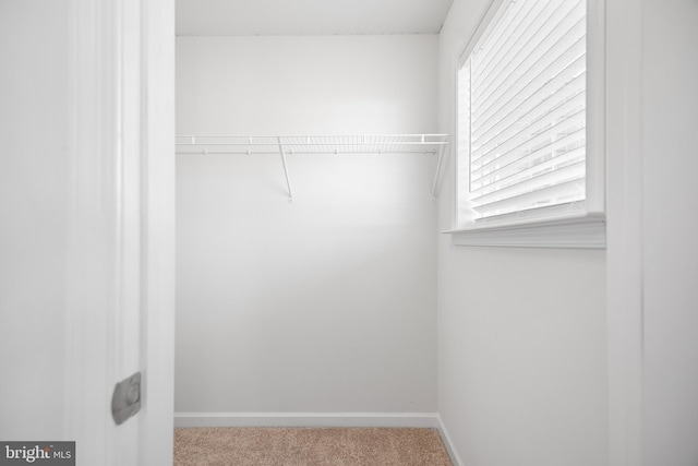 walk in closet featuring carpet floors