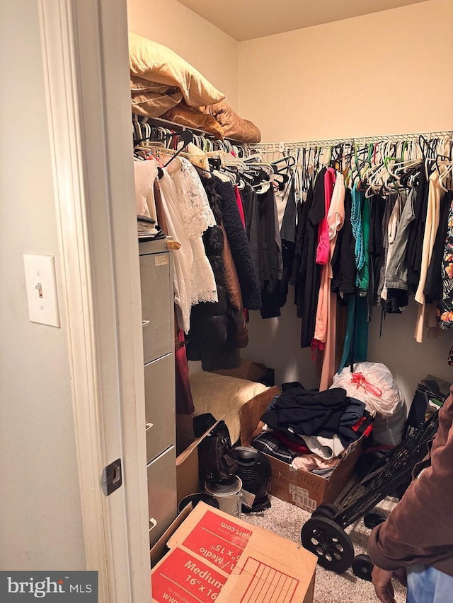 walk in closet with carpet floors