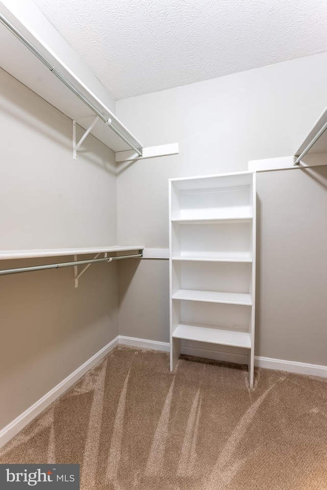 spacious closet with carpet flooring