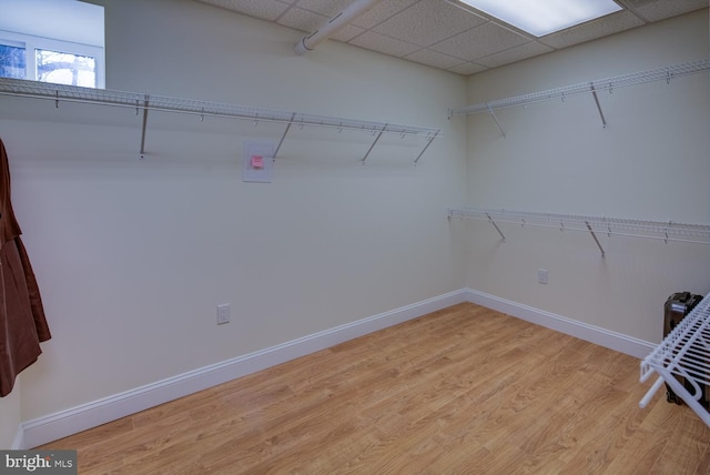 walk in closet featuring a paneled ceiling and light hardwood / wood-style floors