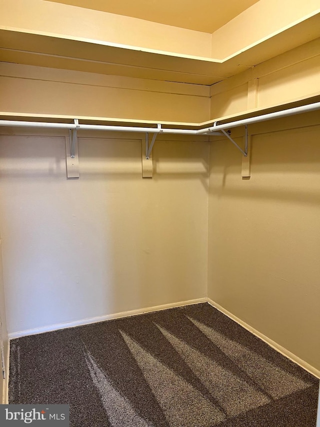 spacious closet featuring carpet flooring