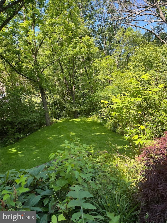 view of local wilderness