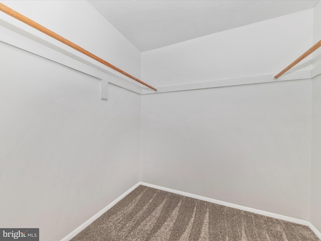 spacious closet featuring carpet flooring