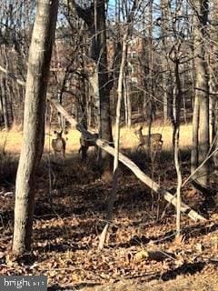 12011 Tralee Rd Unit 203, Lutherville Timonium, MD 21093 - view of local wilderness