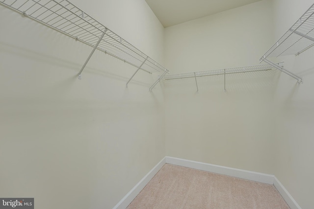 walk in closet featuring carpet floors