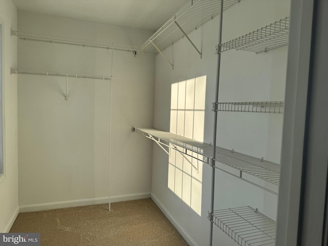 spacious closet featuring carpet floors