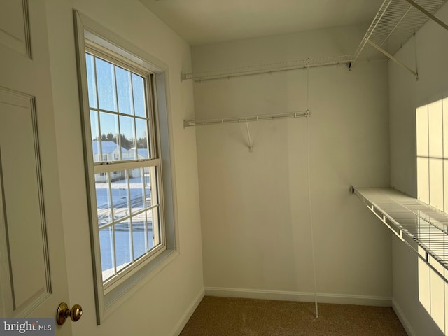 walk in closet featuring carpet floors