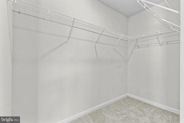 spacious closet with carpet flooring