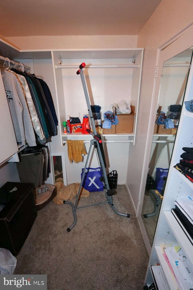 spacious closet featuring carpet flooring