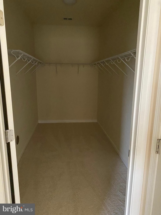 walk in closet with carpet flooring