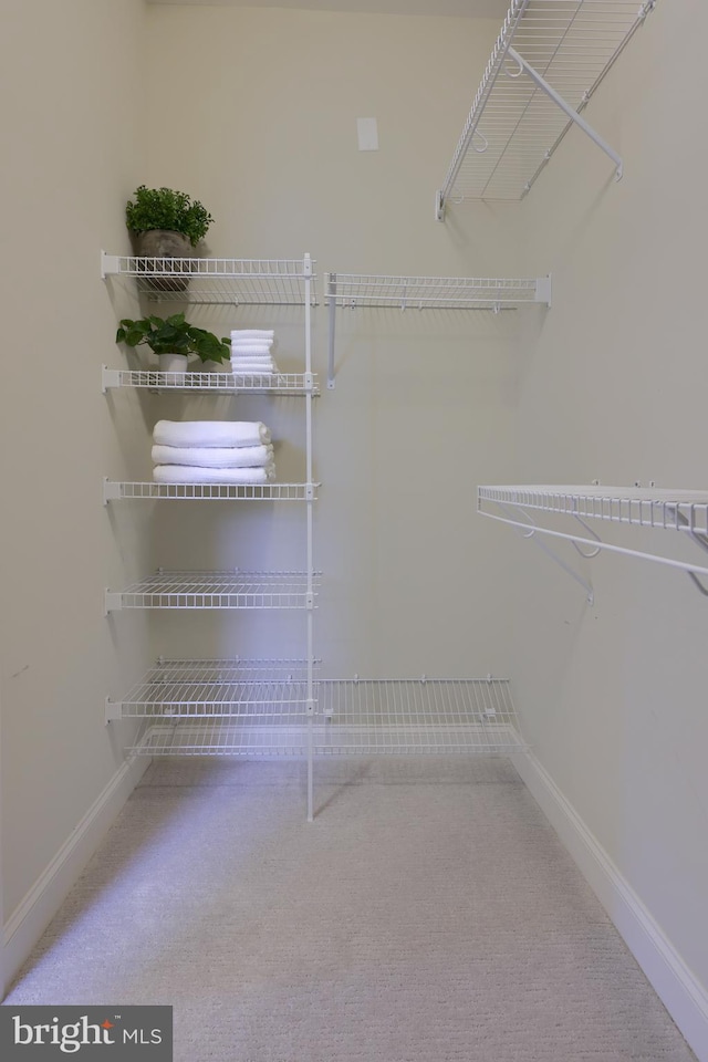 walk in closet featuring carpet flooring