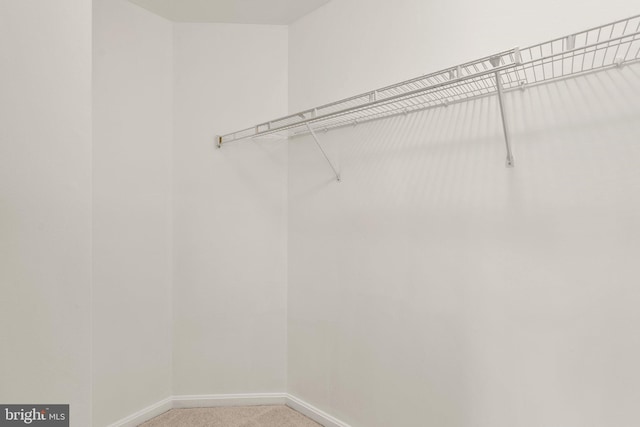 walk in closet featuring light colored carpet