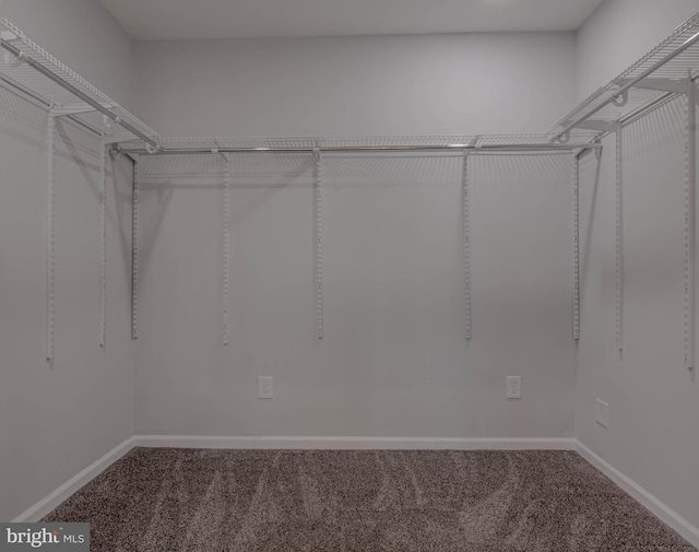 spacious closet with carpet flooring