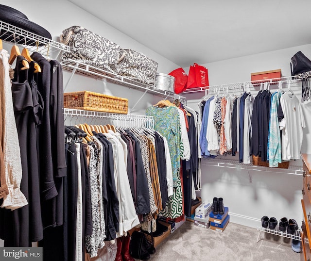 spacious closet featuring carpet floors