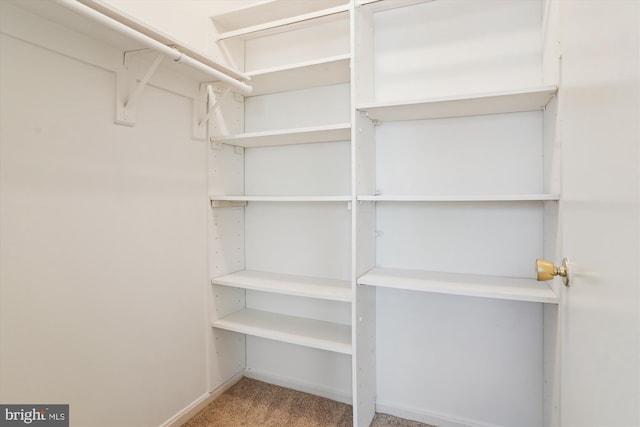 spacious closet featuring carpet