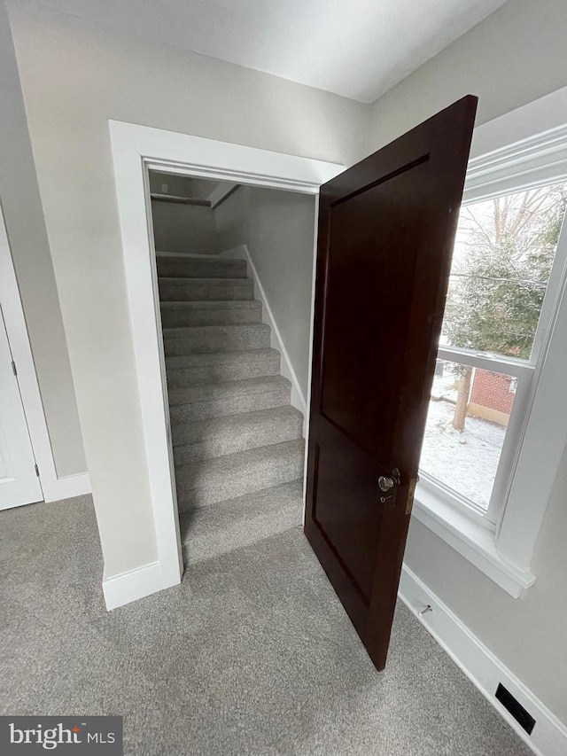 staircase featuring carpet floors