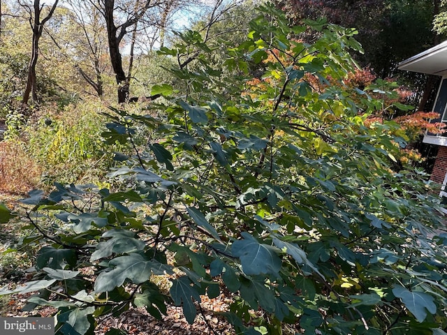 view of local wilderness