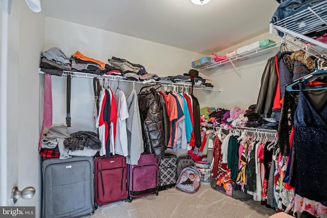 spacious closet featuring carpet floors