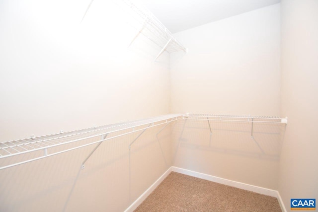 spacious closet featuring carpet