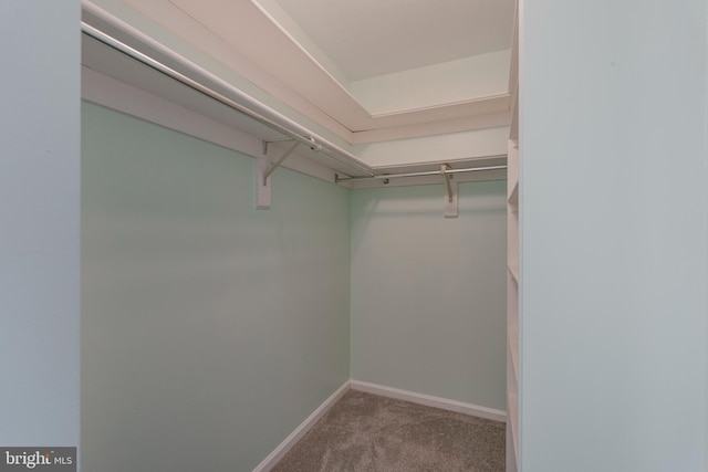 walk in closet featuring carpet flooring