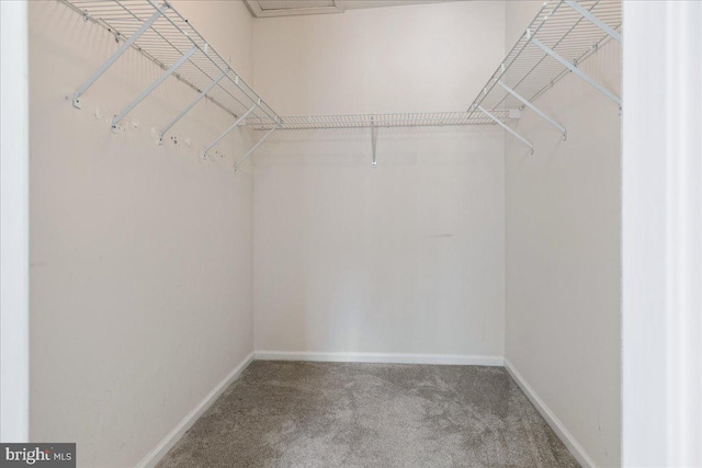 walk in closet featuring carpet flooring