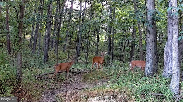 view of nature with a wooded view