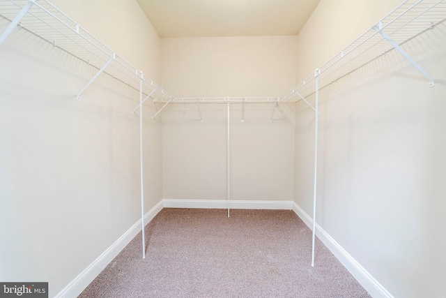 walk in closet featuring carpet