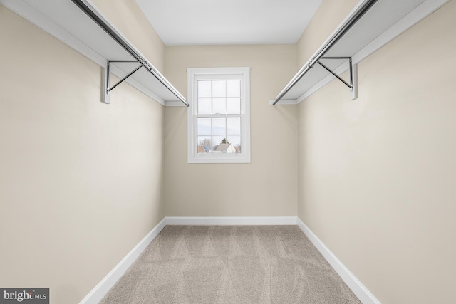 walk in closet featuring carpet flooring