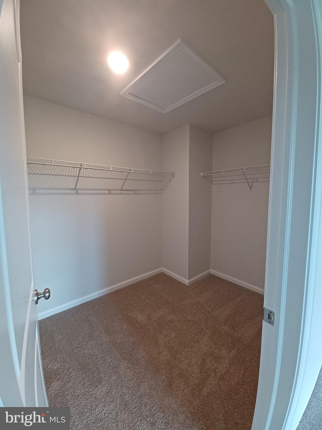 spacious closet with carpet floors