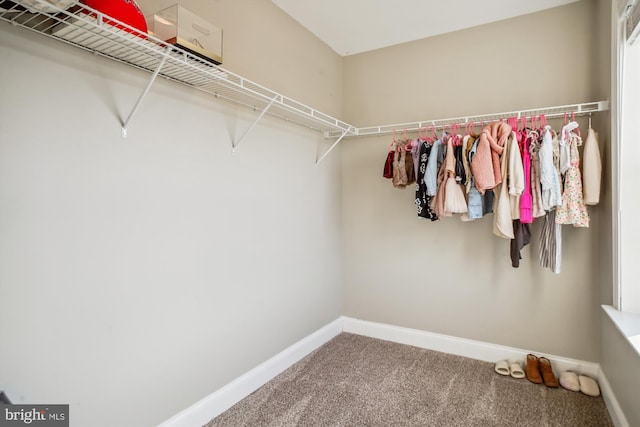 walk in closet with carpet flooring