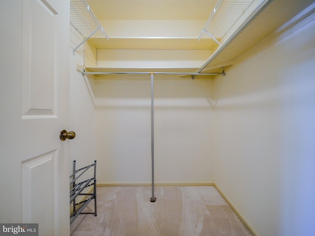 walk in closet featuring carpet flooring