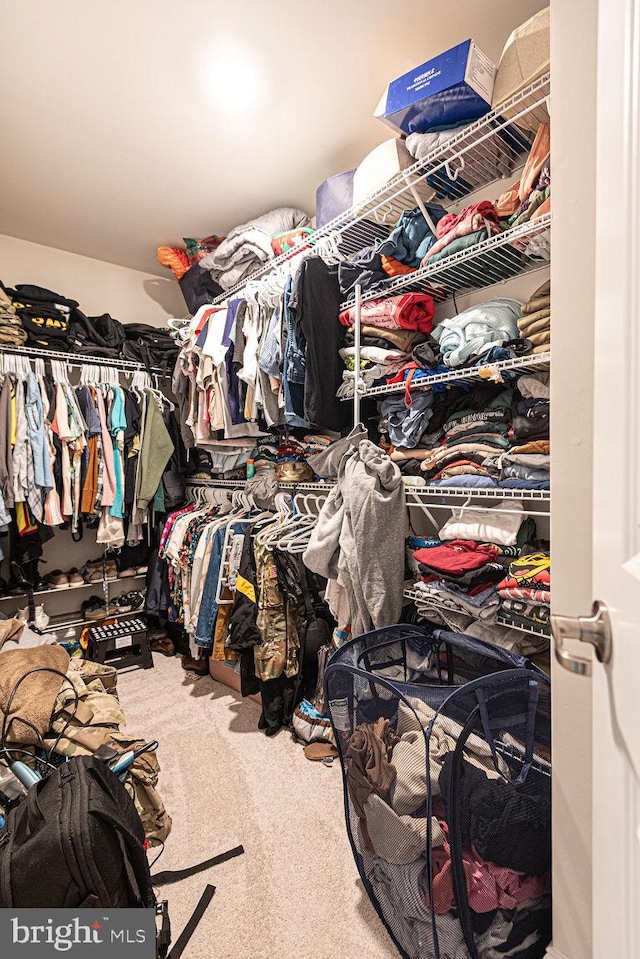 spacious closet featuring carpet floors