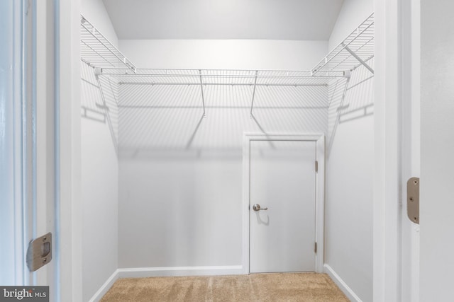 walk in closet featuring carpet flooring