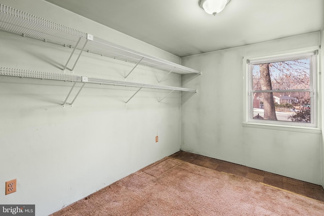 spacious closet featuring carpet flooring