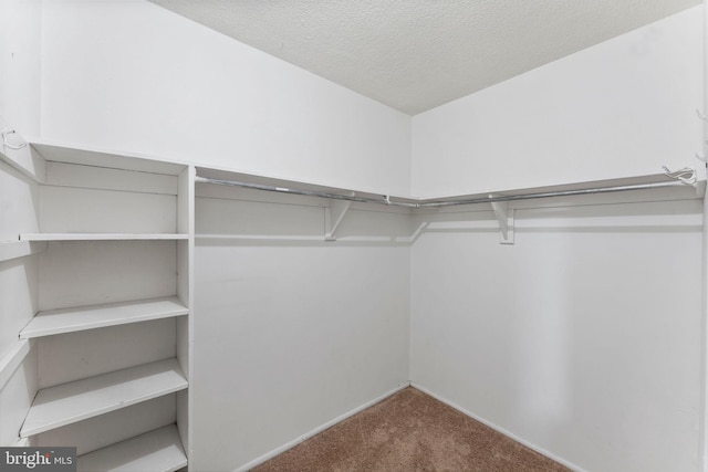 walk in closet featuring carpet