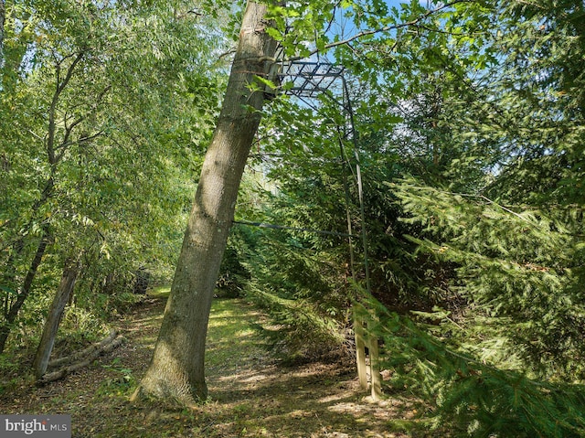 view of local wilderness