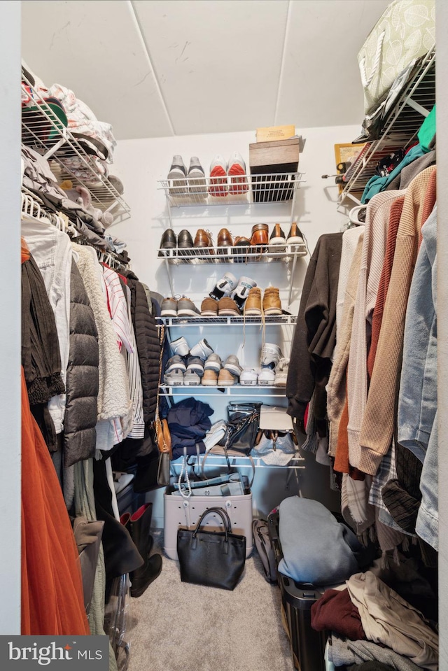 spacious closet featuring carpet