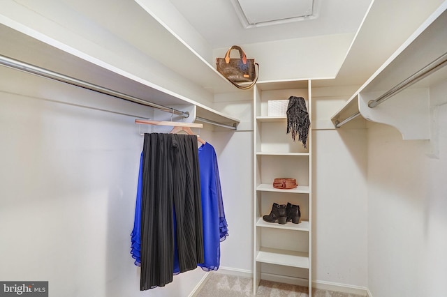 walk in closet featuring carpet flooring