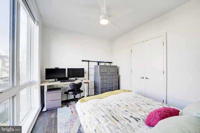 bedroom with dark wood-style floors, multiple windows, and ceiling fan