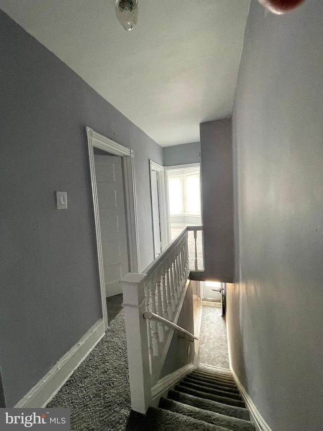 staircase featuring carpet flooring