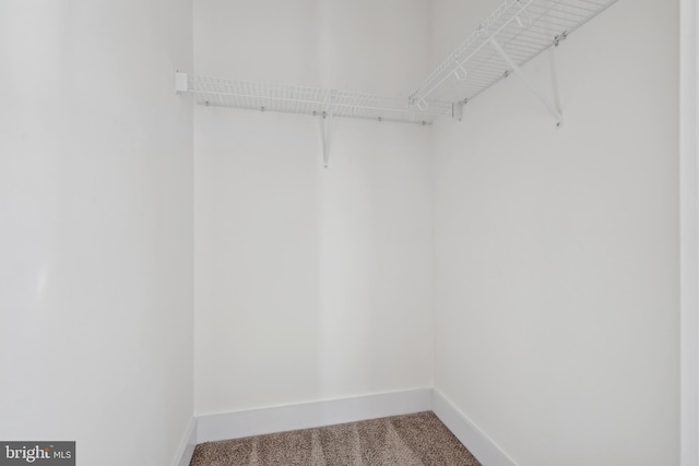 spacious closet with carpet flooring